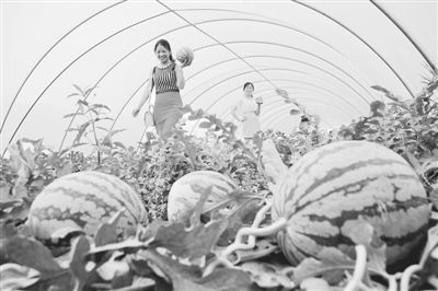 科技賦能，模式創(chuàng)新 牧原食品現(xiàn)代化高效農(nóng)業(yè)示范園的技術(shù)推廣之路